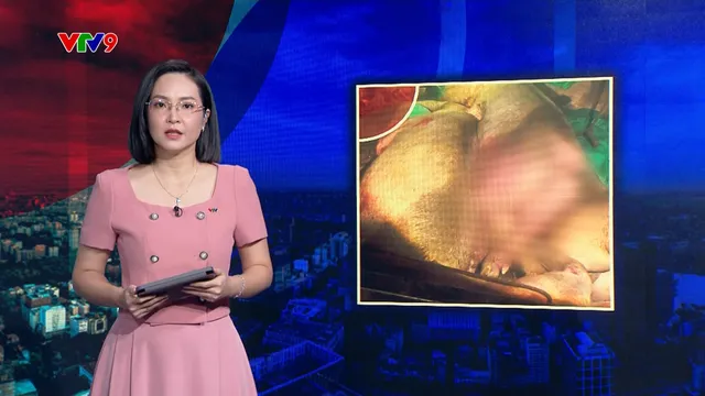 Ngăn chặn kịp thời 1,5 tấn lợn chết trước khi đưa ra thị trường tiêu thụ
