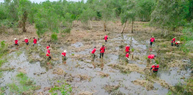 Dự án trồng 15.000 cây tràm tại rừng U Minh Thượng góp phần ứng phó biến đổi khí hậu - Ảnh 1.