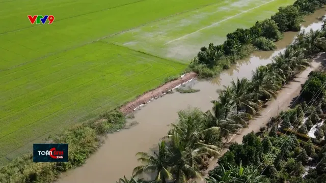 Long An: Khẩn trưởng bảo vệ an toàn cho lúa trước nguy cơ ngập lụt