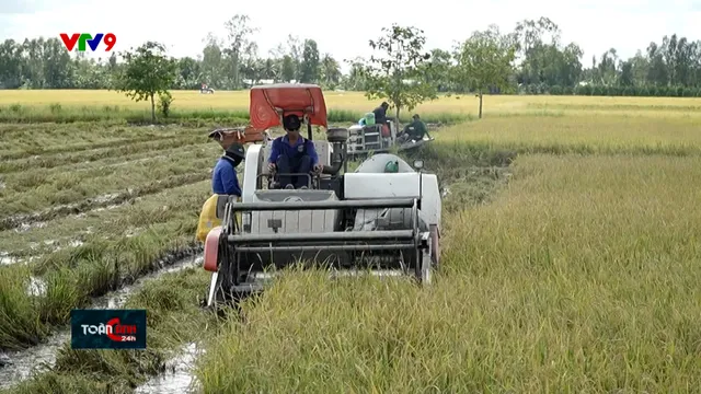 Hậu Giang: Thu hoạch nhanh lúa thu đông tránh triều cường