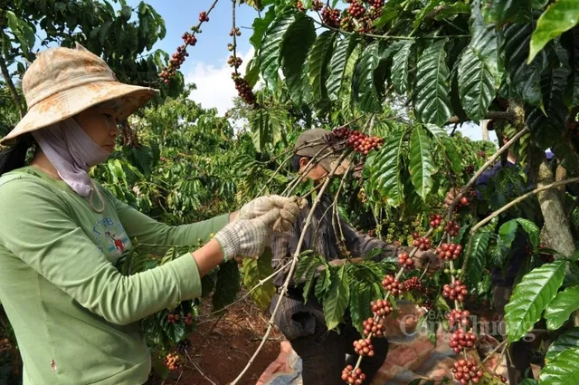 Xuất khẩu cà phê: Kỷ lục nối tiếp kỷ lục - Ảnh 1.