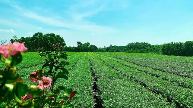 Quảng Ninh: Sẵn sàng tổ chức lễ hội Trà đường hoa ở huyện Hải Hà - Ảnh 2.