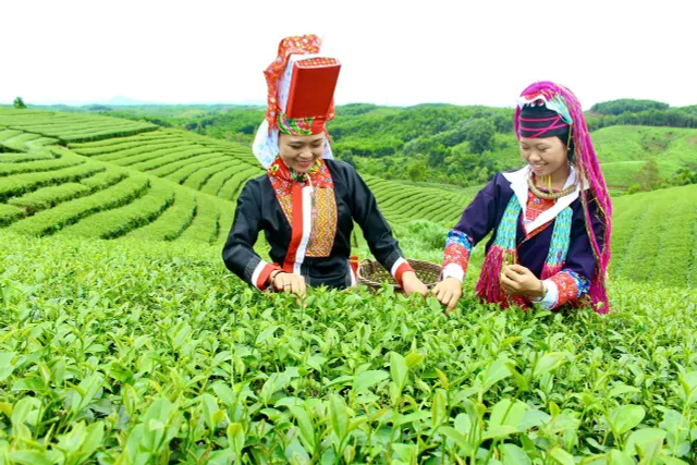 Quảng Ninh: Sẵn sàng tổ chức lễ hội Trà đường hoa ở huyện Hải Hà - Ảnh 3.