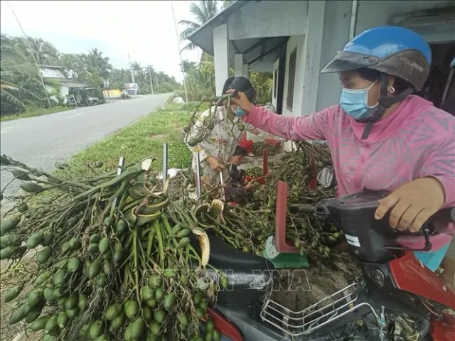 Giá cau non tăng, nông dân đổ xô trồng xen vườn dừa - Ảnh 1.