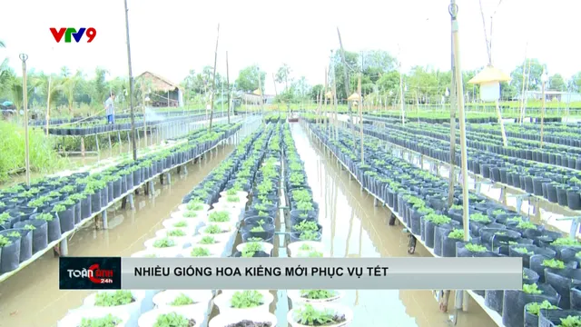 Sa đéc: nhiều giống hoa kiểng mới phục vụ tết