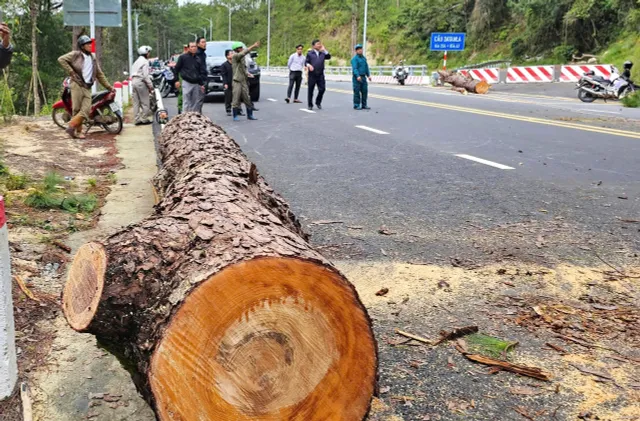 Cây thông nhiều năm tuổi ở Đà Lạt đổ ngã khiến nhiều người hú vía - Ảnh 1.