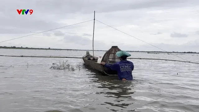 Đẩy côn, dùng nôm bắt cá lóc đồng mùa nước nổi