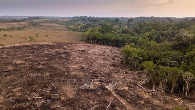 Nạn phá rừng ở Brazil giảm hơn 30% - Ảnh 1.