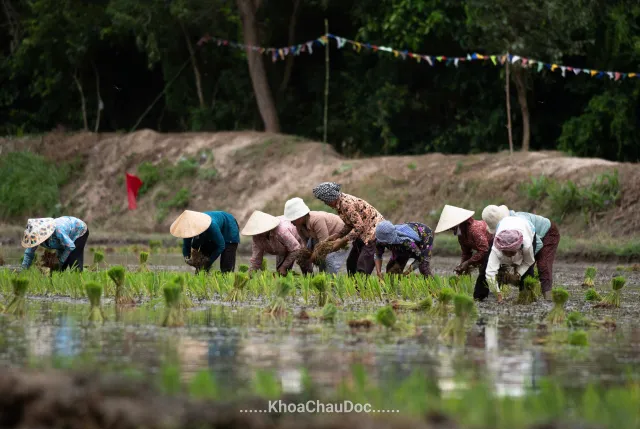 Ngày hội xuống đồng của đồng bào Khmer - Ảnh 3.