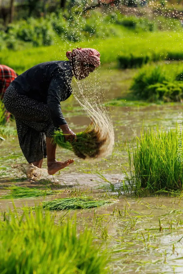 Ngày hội xuống đồng của đồng bào Khmer - Ảnh 5.