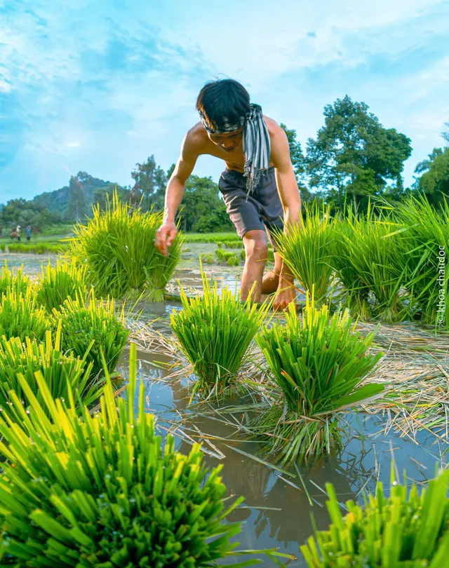 Ngày hội xuống đồng của đồng bào Khmer - Ảnh 8.