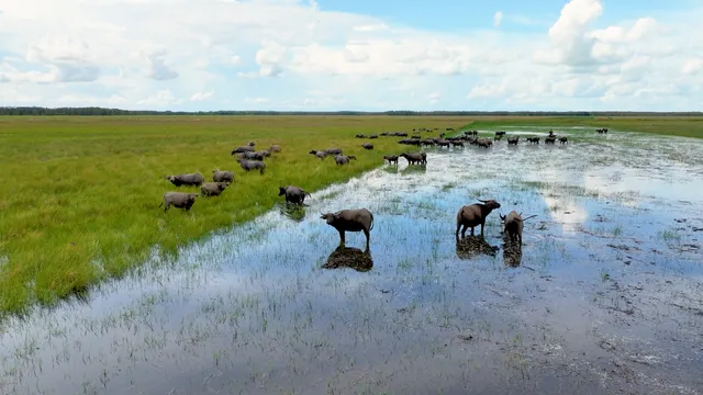 Khám phá mùa len trâu kỳ thú ở Đồng Tháp Mười - Ảnh 10.