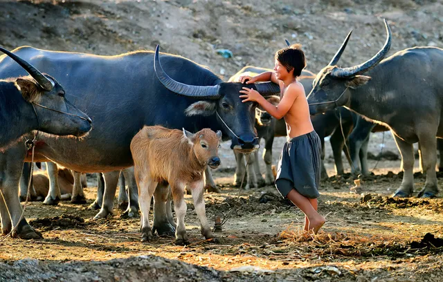 Khám phá mùa len trâu kỳ thú ở Đồng Tháp Mười - Ảnh 6.