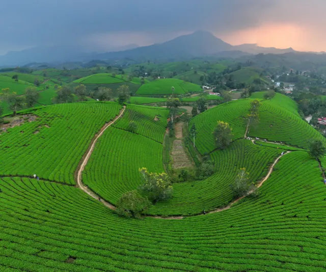 Ngắm dải Ngân hà trong màn đêm và đón bình minh bồng bềnh ở đồi chè Long Cốc - Ảnh 9.