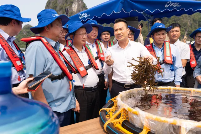 Trồng rong biển: Đầu tư thấp, lợi nhuận kép - Ảnh 2.