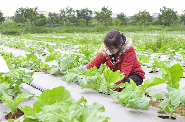 Hà Nội đẩy mạnh sản xuất nông sản đảm bảo cung ứng cho thị trường Tết Nguyên Đán Ất Tỵ 2025 - Ảnh 2.