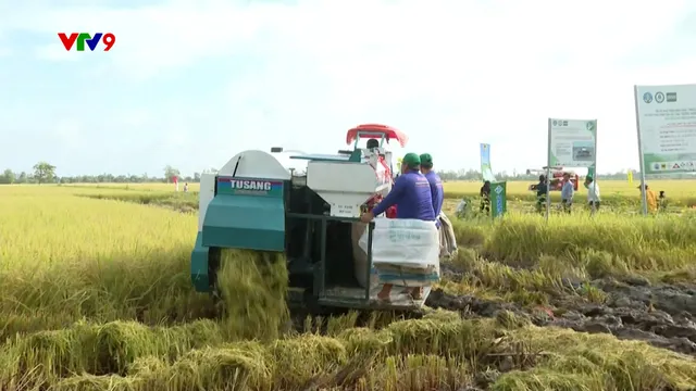 Bài toán nguồn vốn cho lúa chất lượng cao, phát thải thấp