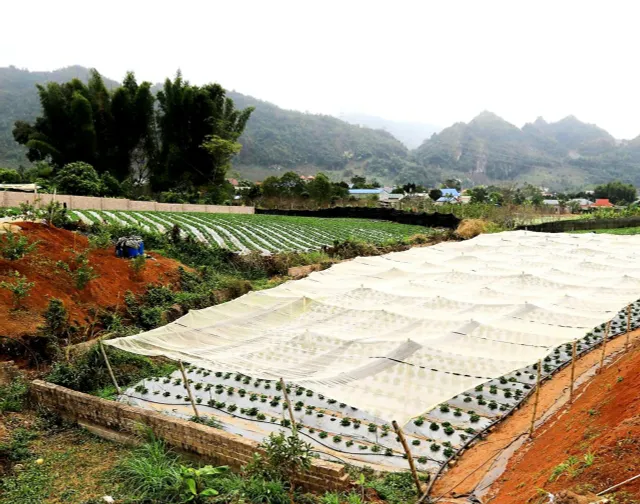 Sơn La: Chủ động bảo vệ cây trồng trước các hiện tượng thời tiết cực đoan - Ảnh 1.