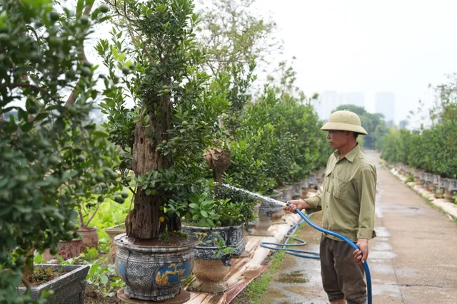 Hà Nội: Những chậu quất mộc căn đã sẵn sàng phục vụ cho thị trường Tết - Ảnh 5.