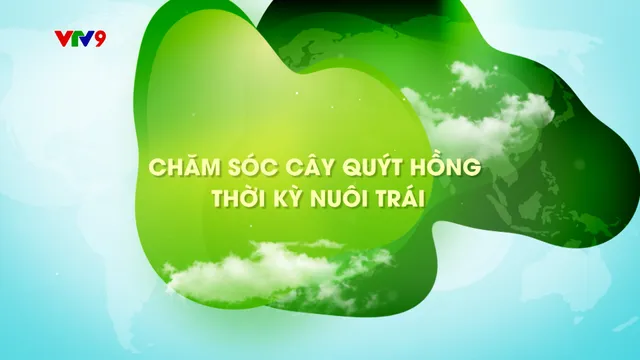 Canh tác thông minh - Số 48: Chăm sóc cây quýt hồng thời kỳ nuôi trái