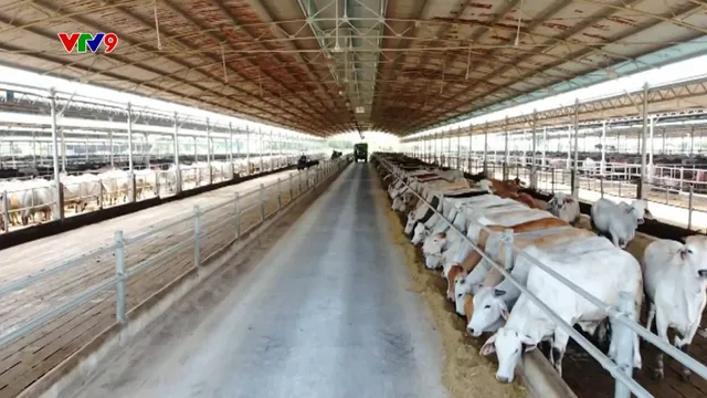 Phát triển thương mại bò thịt- cần khâu đột phá từ chăn nuôi