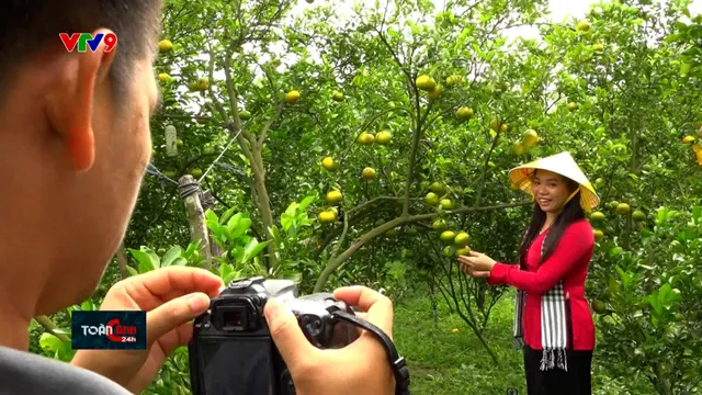 Đồng Tháp: Nông dân chăm sóc vườn quýt hồng thu hút khách