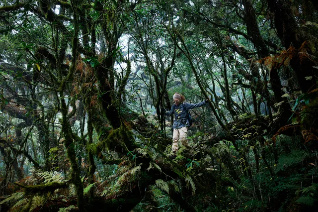 Theo chân trekker xuyên rừng lên đỉnh Sa Mu - Ảnh 10.