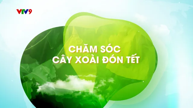 Canh tác thông minh - Số 50: Chăm sóc cây xoài đón tết