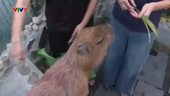 Ấn tượng Phương Nam: Quán cà phê capybara