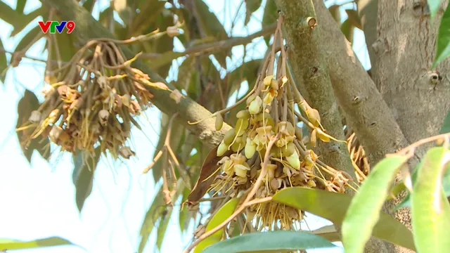 Canh tác thông minh - Số 51: Làm bông cho sầu riêng Tây Nguyên