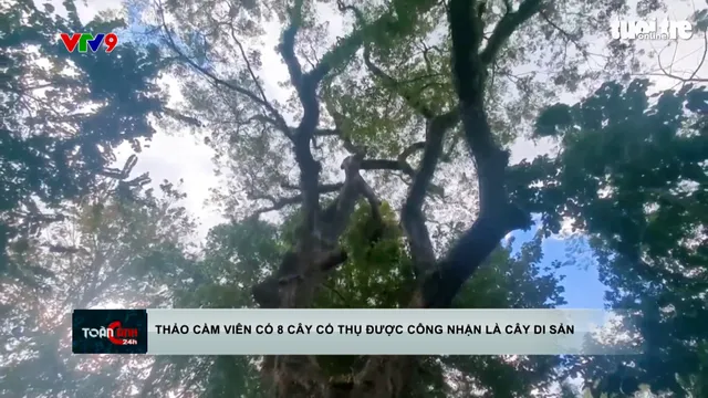 Thảo Cầm Viên có 8 cây cổ thụ được công nhận là cây di sản