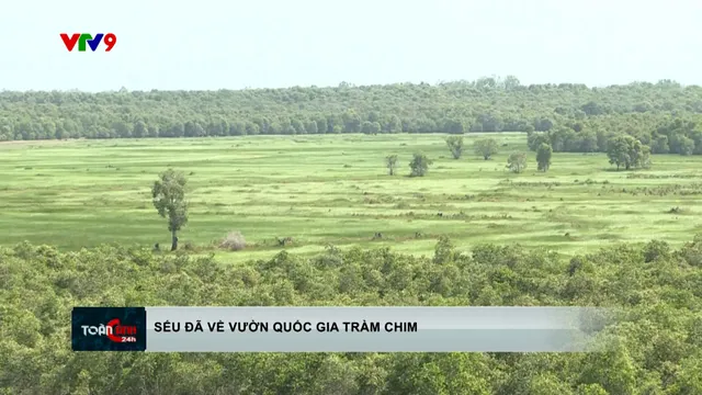 Sếu đã về vườn quốc gia Tràm Chim