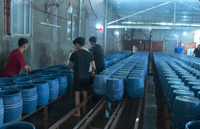 6 cơ sở sản xuất giá đỗ sử dụng chất cấm hoạt động trót lọt nhiều năm
