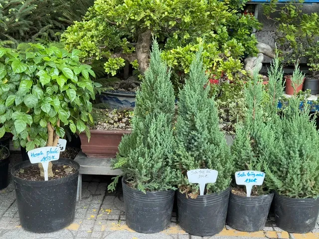 Hoa kiểng Tết bắt đầu đổ về TP Hồ Chí Minh giá bán giảm mạnh