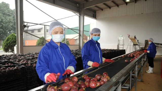 Xuất khẩu rau quả đối diện khó khăn mới