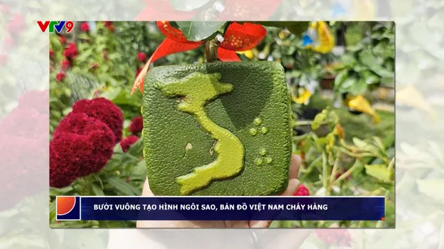 Bưởi vuông in hình ngôi sao, bản đồ Việt Nam "cháy hàng"