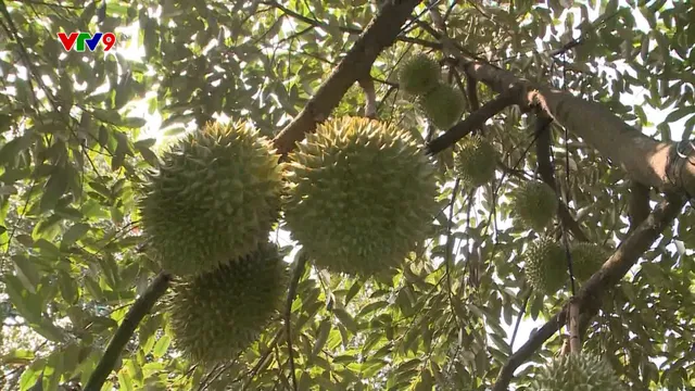 Trái cây tươi xuất khẩu bị cảnh cáo