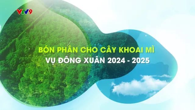 Canh tác thông minh - Số 2/2025: Bón phân cho cây khoai mì vụ đông xuân 2024-2025