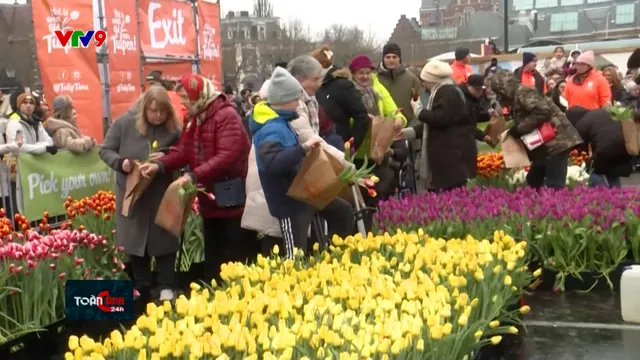 Ngày hoa tulip ở Hà Lan