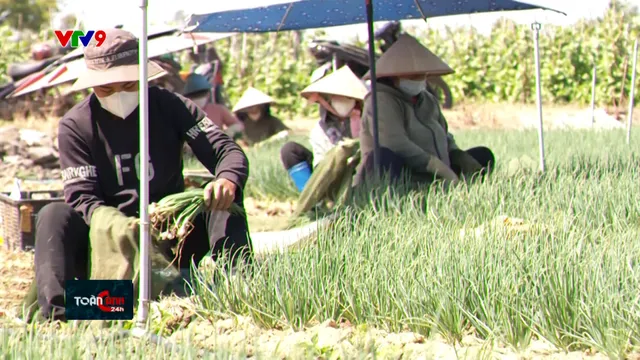 Bấp bênh thị trường rau dịp Tết