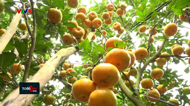 Lai Vung nhộn nhịp thu hoạch quýt hồng bán Tết
