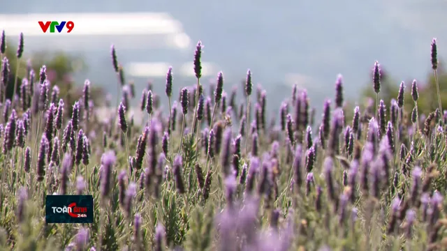 Gởi ước mơ vào cánh đồng hoa lavender