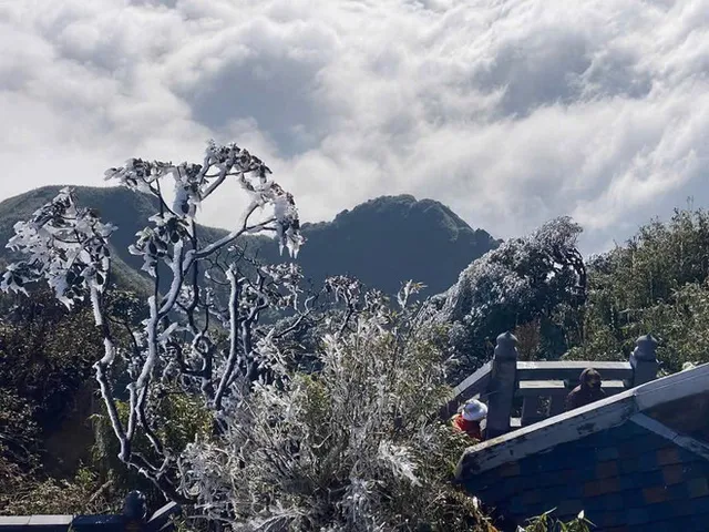 Mount. Fansipan coated in frost in first days of new year - Ảnh 3.