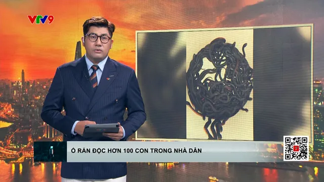 Phát hiện ổ rắn độc hơn 100 con trong nhà dân ở Australia