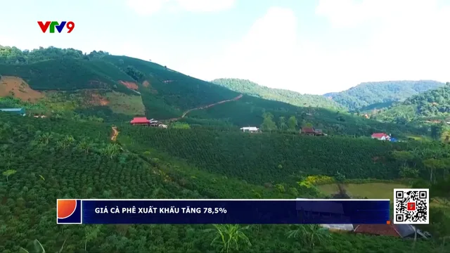 Giá cà phê xuất khẩu tăng 78,5%