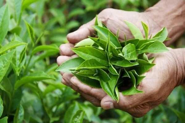 Loại lá quen thuộc tại chợ Việt có thể ngăn ngừa ung thư khi dùng hằng ngày