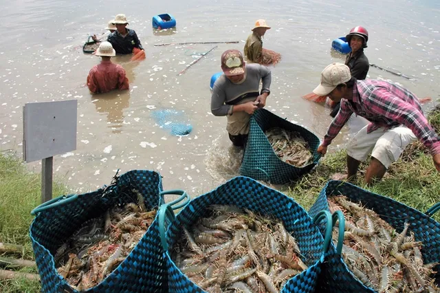 Bảo đảm và phát triển nguồn cung tôm giống Việt Nam