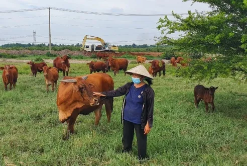 Giá gia súc sụt giảm, người nuôi thua lỗ cả trăm triệu đồng