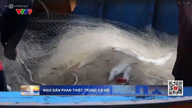 Ngư dân Phan Thiết trúng cá hố