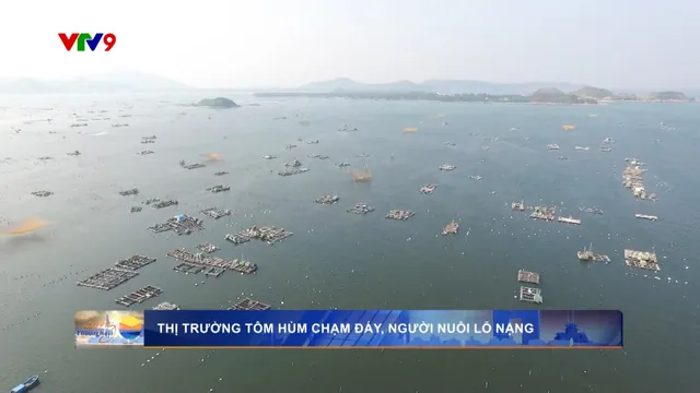 Thị trường tôm hùm chạm đáy, người nuôi lỗ nặng